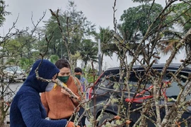 Ngắm hoa lê tiền triệu xuống Thủ đô sau Tết