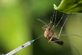 Lộ nguyên nhân “sốc” Bill Gates thả muỗi biến đổi gen ra tự nhiên