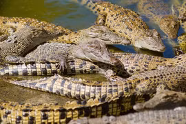 Loài động vật “trường sinh bất tử” có thể sống tới 2000 năm 