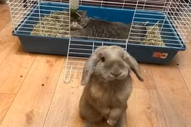 Giận không nổi khi động vật là những “kẻ phá bĩnh” đáng yêu