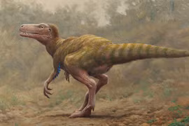 Những dấu chân khủng long hoá thạch hé lộ bí ẩn cuộc sống cổ đại