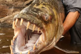 Top thủy quái nước ngọt ghê gớm và nguy hiểm nhất trên thế giới