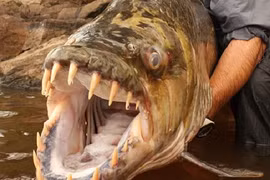 Top thủy quái nước ngọt ghê gớm và nguy hiểm nhất trên thế giới