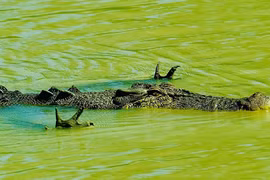 Hài hước khoảng khắc cá sấu “xòe quạt” dưới nước để săn mồi