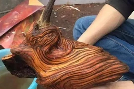 Thấy khúc gỗ lạ trong mộ tổ, chuyên gia thốt lên: "Phát tài rồi!" 