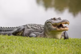 Phát hiện bất ngờ về “nước mắt cá sấu“: Bôi trơn thức ăn