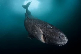 Giật mình “quái vật đại dương không tuổi” sống qua 1/2 thiên niên kỷ 