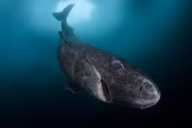 Giật mình “quái vật đại dương không tuổi” sống qua 1/2 thiên niên kỷ 