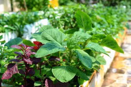 5 loại rau giá rẻ như cho có tác dụng ngừa K hiệu quả 