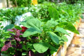 5 loại rau giá rẻ như cho có tác dụng ngừa K hiệu quả 