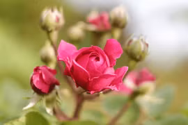 3 con giáp tháng 7 âm rước lộc vào nhà, sống tốt đời đẹp đạo