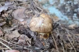 Đi bộ trên núi, bất ngờ phát hiện "báu vật" đắt đỏ nhất thế giới 