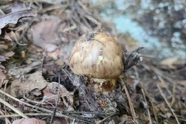 Đi bộ trên núi, bất ngờ phát hiện "báu vật" đắt đỏ nhất thế giới 