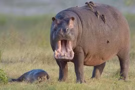 Xúc động hình ảnh hà mã mẹ gào thét bên xác con