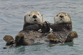 Loài rái cá luôn nắm tay nhau khi ngủ vì lý do... sinh tồn