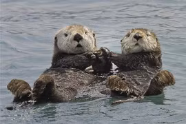 Loài rái cá luôn nắm tay nhau khi ngủ vì lý do... sinh tồn