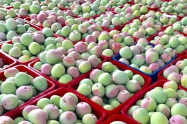 Xoài Úc rớt giá rẻ như cho, chỉ 5.000 đồng/kg