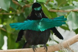 Sốc toàn tập khi thấy những loài chim hình dáng kỳ dị nhất hành tinh