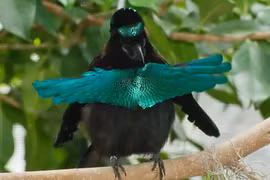 Sốc toàn tập khi thấy những loài chim hình dáng kỳ dị nhất hành tinh