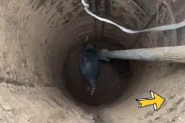 Thấy thú lạ khi đào giếng, dân làng hốt hoảng: "Báo chính quyền ngay!"