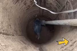 Thấy thú lạ khi đào giếng, dân làng hốt hoảng: "Báo chính quyền ngay!"