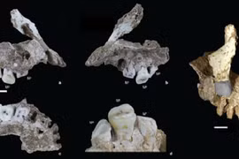 Cực sốc: Tổ tiên chúng ta từng hôn phối với “loài người ma“?