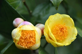 Trà hoa vàng của Việt Nam vừa đẹp, vừa ức chế được ung thư