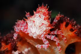 Những loài động vật là tuyệt tác thiên nhiên, sặc sỡ nhất thế giới