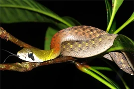 Rắn cắn bé 4 tuổi Quảng Ngãi: Loài đáng sợ hơn hổ mang chúa? 