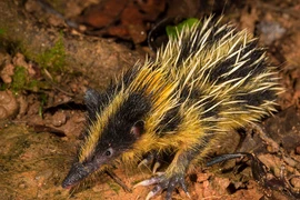 Kinh hãi “đứa con lai” gai tủa tủa của chuột chù và nhím