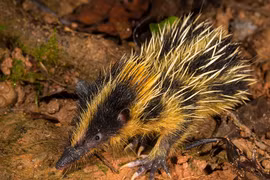 Kinh hãi “đứa con lai” gai tủa tủa của chuột chù và nhím