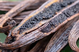 Việt Nam trồng thành công 3 loại gia vị đắt và hiếm nhất thế giới