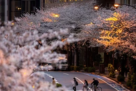 Vì sao hoa anh đào nở sớm tiềm ẩn nguy hiểm cho Trái đất?