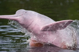 Cá heo hồng sông Amazon - Loài động vật bước ra từ thần thoại 
