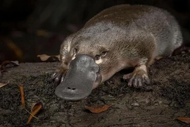 Thú mỏ vịt bị coi là động vật viễn tưởng bởi những khả năng kỳ lạ