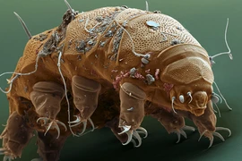 Tưởng là loài bất tử, gấu nước lại chết vì lí do đặc biệt này