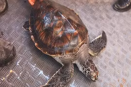 Người dân Vân Đồn thả rùa 10kg về biển: Quý hiếm sao? 