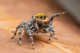 Phát hiện loài nhện mới giống hoạt hình, biết nhảy múa tán tỉnh