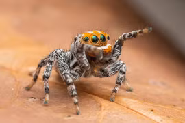 Phát hiện loài nhện mới giống hoạt hình, biết nhảy múa tán tỉnh