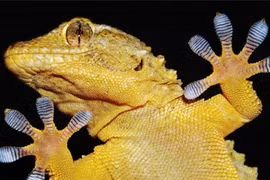 Những bàn chân kỳ quái có khả năng phi phàm nhất thế giới động vật