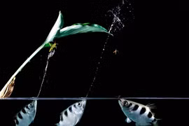 Xem cá cung thủ dùng tuyệt chiêu bắn hạ con mồi cách mặt nước 3 mét