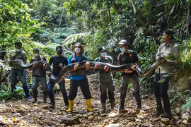 Tóm gọn "siêu trăn" 120 kg ở Malaysia: Là loài khủng nhất thế giới? 
