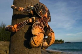 Cận cảnh các con các tôm cua biết leo cây độc nhất Việt Nam