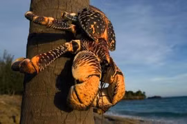 Cận cảnh các con các tôm cua biết leo cây độc nhất Việt Nam