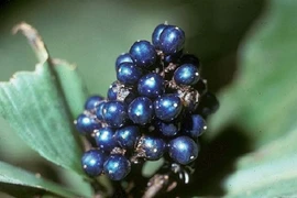 Tiết lộ bất ngờ quả Pollia nghìn năm vẫn xanh sáng bóng 