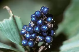 Tiết lộ bất ngờ quả Pollia nghìn năm vẫn xanh sáng bóng 