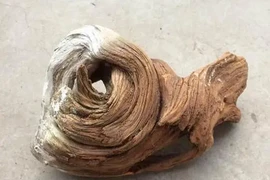 Đem tặng “tổ chim” mới nhặt được, lão nông khóc ròng khi biết sự thật 