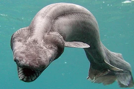 Khó tin những loài động vật tiền sử vẫn tồn tại đến ngày nay