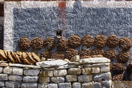 Vùng đất kỳ lạ nơi nhà nào đắp càng nhiều phân bò thì càng giàu có