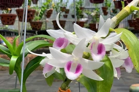 Cận cảnh những giống lan đột biến trị giá hàng tỷ đồng 